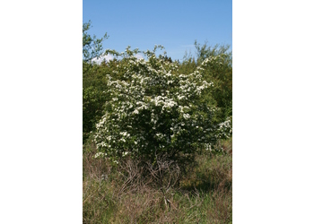 Eingriffeliger Weißdorn (Crataegus monogyna) - © Emanuel Trummer